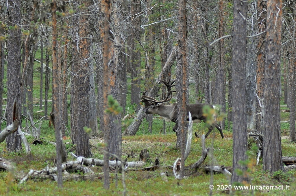 Un esemplare di renna maschio nel Parco Nazinale di Lemmenjoki, FI.